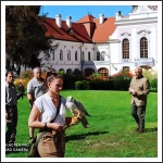 A Magyar Solymász Egyesület tisztújító közgyűlése