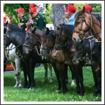 VII. Görgey emléktúra