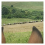 IX. Görgey Emléktúra