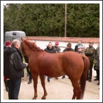 Lovas szakmai hétvége Nagycenken