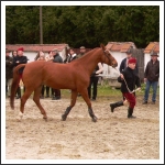 Lovas szakmai hétvége Nagycenken