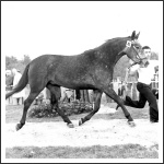 Münster - mènárverès: 2,5 éves trakheneni mènnel felvezetés közben