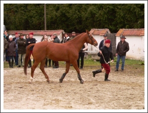 Lovas szakmai hétvége Nagycenken