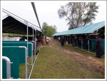 Trianon 100 – Görgei 10 – lóháton határtalanul